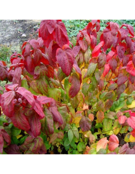 Tawuła japońska Spiraea japonica Macrophylla