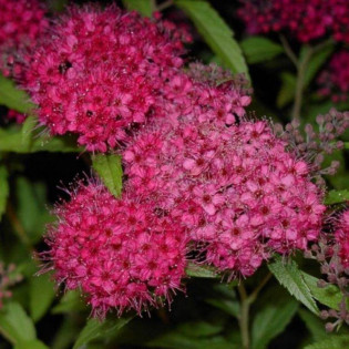 Anthony Waterer Spiraea japonica Tawuła japońska