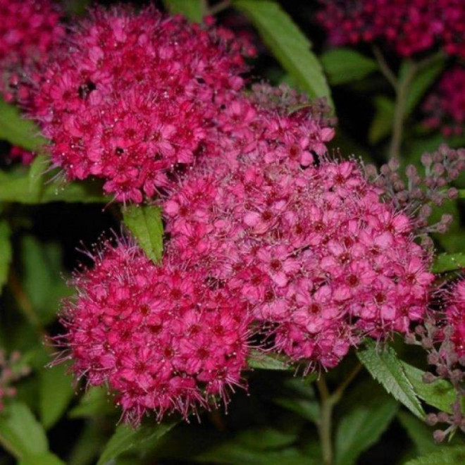 Anthony Waterer Spiraea japonica Tawuła japońska