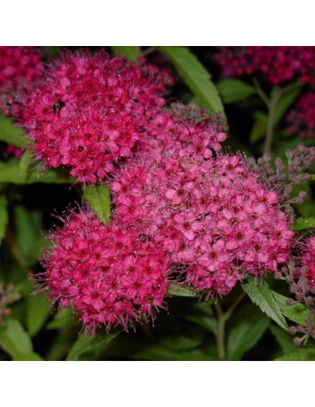 Anthony Waterer Spiraea japonica Tawuła japońska