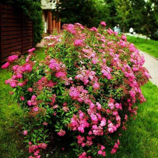 Anthony Waterer Spiraea japonica Tawuła japońska 2