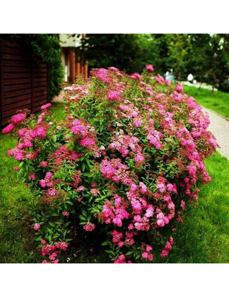 Tawuła japońska Anthony Waterer Spiraea japonica