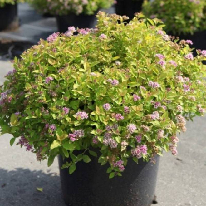 Tawuła Japońska Sundrop Spiraea japonica