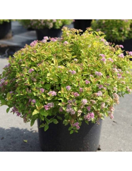 Tawuła Japońska Sundrop Spiraea japonica