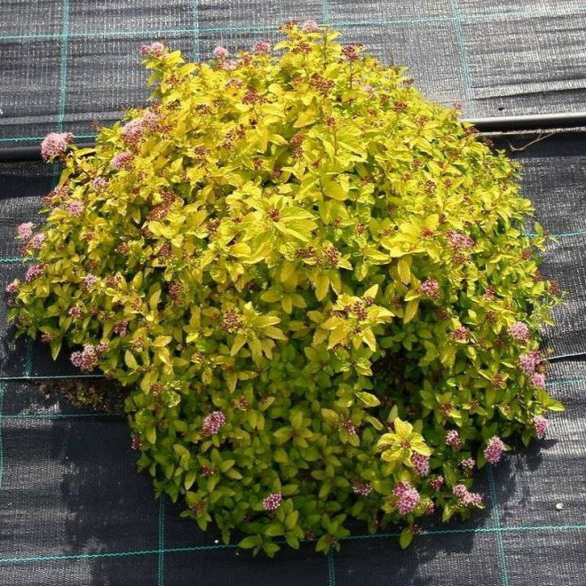 Sundrop Spiraea japonica Tawuła Japońska