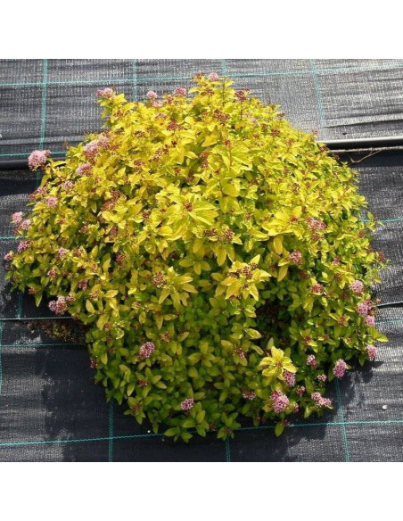 Sundrop Spiraea japonica Tawuła Japońska