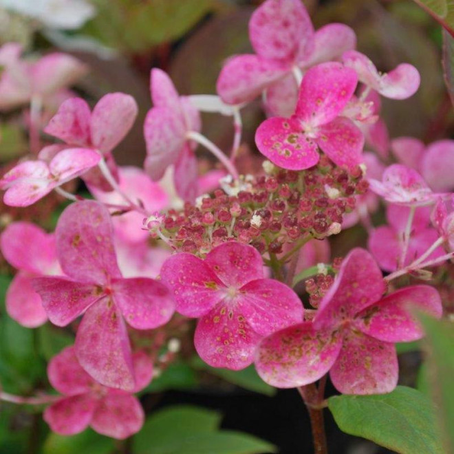 Hortensja bukietowa Early Sensation PBR Hydrangea paniculata