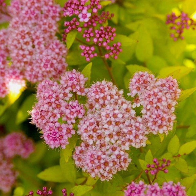 Tawuła Japońska Spiraea japonica Sundrop