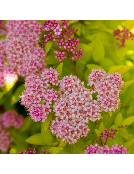 Tawuła Japońska Spiraea japonica Sundrop