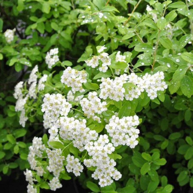 Tawuła nippońska Gilvers Miles Spiraea nipponica