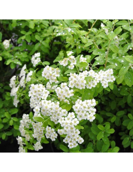 Tawuła nippońska Gilvers Miles Spiraea nipponica