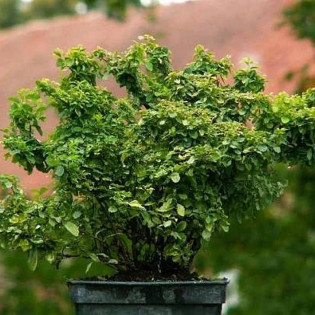 Tawuła nippońska Gilvers Miles Spiraea nipponica 2