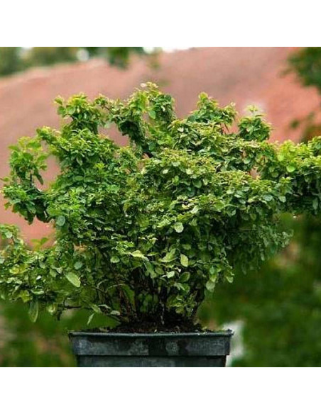 Tawuła nippońska Spiraea nipponica Gilvers Miles