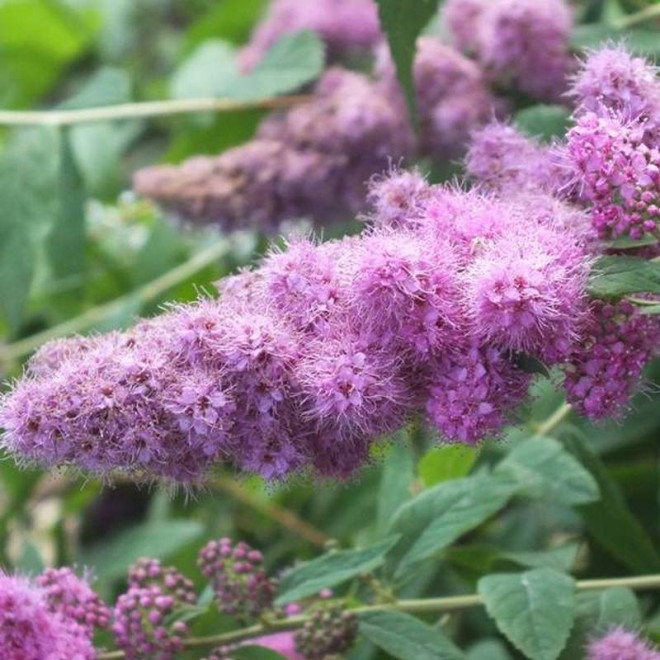 odm. Menziesa Spiraea douglasii var. menziesii Tawuła Douglasa