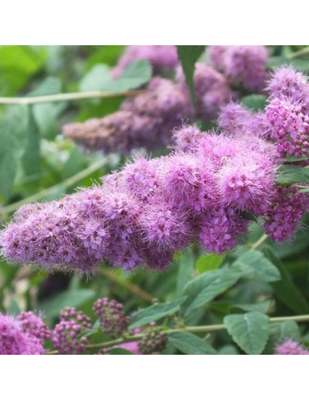 odm. Menziesa Spiraea douglasii var. menziesii Tawuła Douglasa