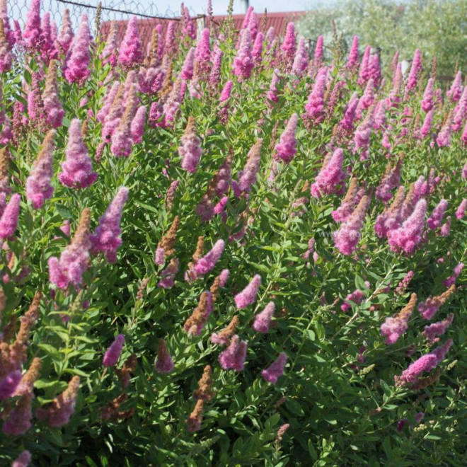 Tawuła Douglasa odm. Menziesa Spiraea douglasii var. menziesii