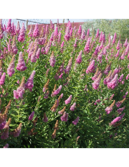 Tawuła Douglasa odm. Menziesa Spiraea douglasii var. menziesii