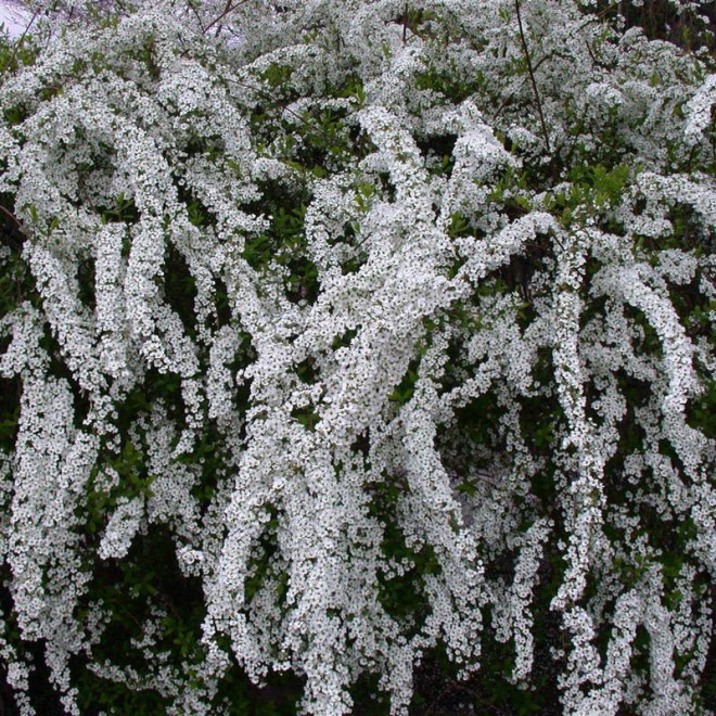 Snowmound Spiraea nipponica Tawuła nippońska