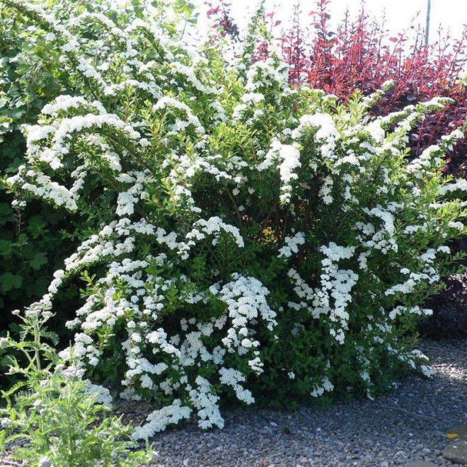 Tawuła nippońska Snowmound Spiraea nipponica Tawuła nippońska Snowmound Spiraea nipponica