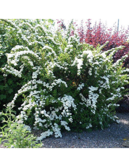 Tawuła nippońska Snowmound Spiraea nipponica