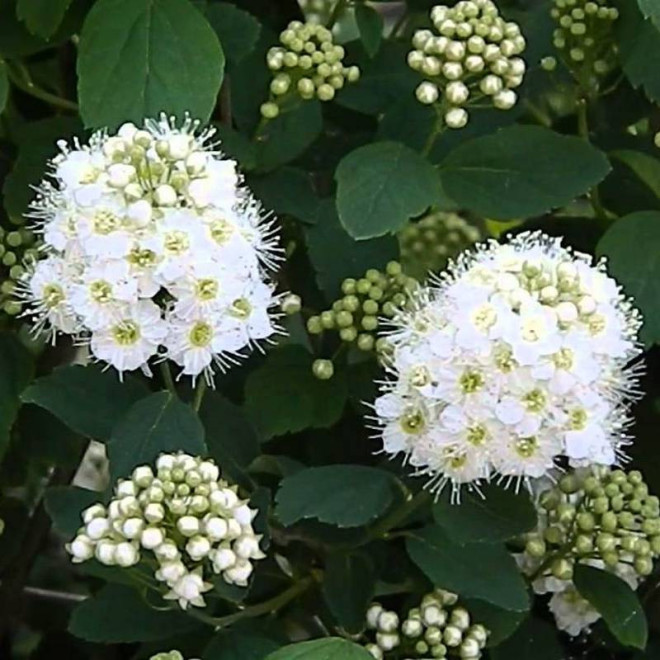Tawuła nippońska Spiraea nipponica Snowmound Tawuła nippońska Spiraea nipponica Snowmound
