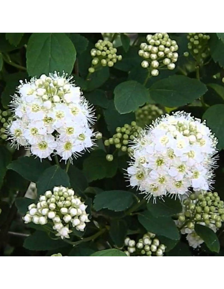 Tawuła nippońska Spiraea nipponica Snowmound