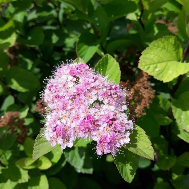 Tawuła gęstokwiatowa Spiraea densiflora