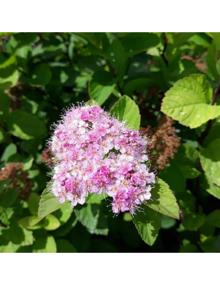 Tawuła gęstokwiatowa Spiraea densiflora