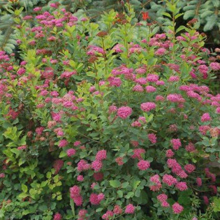 Tawuła gęstokwiatowa Spiraea densiflora 2
