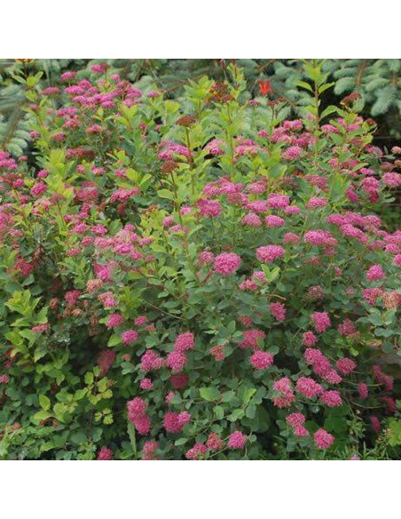 Spiraea densiflora Tawuła gęstokwiatowa