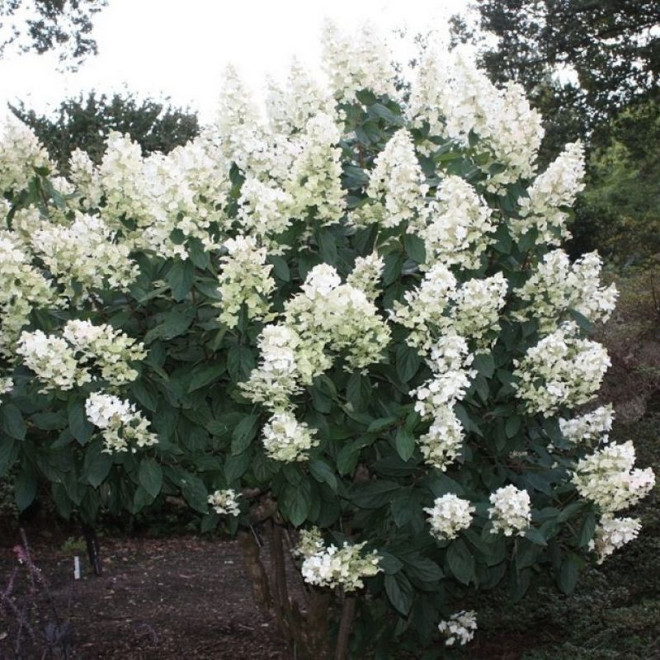 Hortensja bukietowa Floribunda Hydrangea paniculata