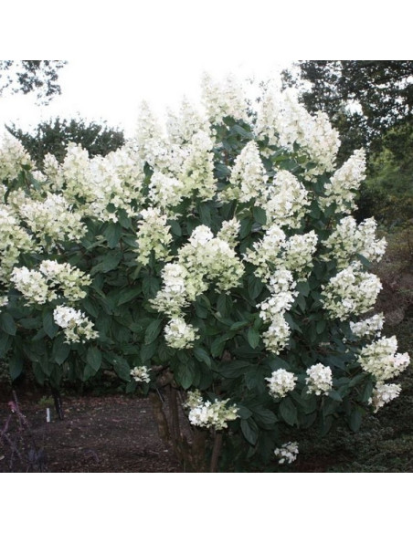 Hortensja bukietowa Floribunda Hydrangea paniculata