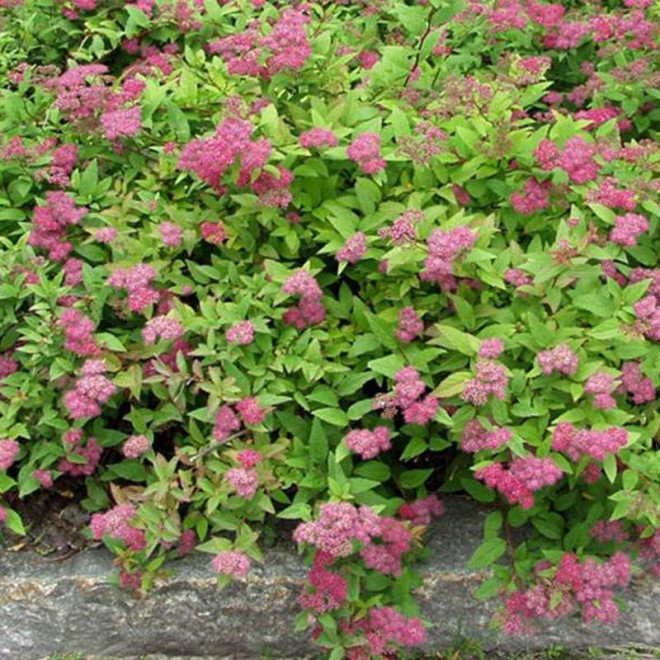 Tawuła gęstokwiatowa Spiraea densiflora