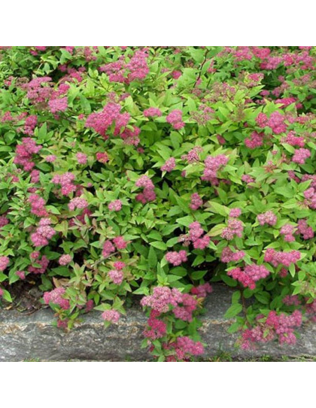 Tawuła gęstokwiatowa Spiraea densiflora