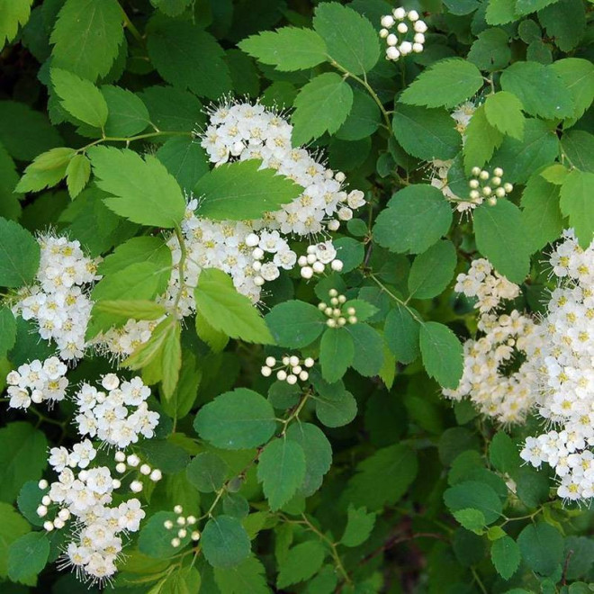 Tawuła ożankolistna Spiraea chamaedryfolia