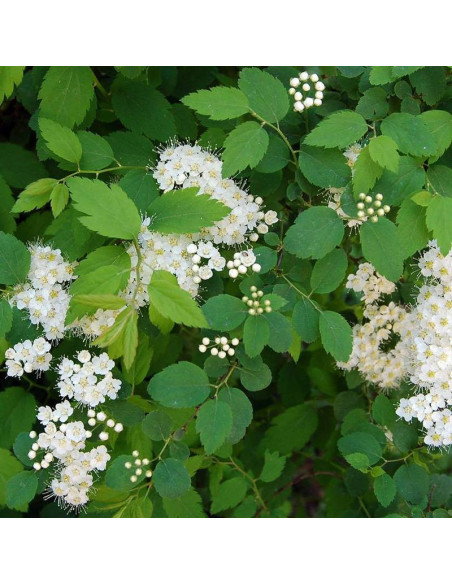 Tawuła ożankolistna Spiraea chamaedryfolia