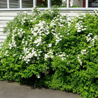 Tawuła ożankolistna Spiraea chamaedryfolia 2