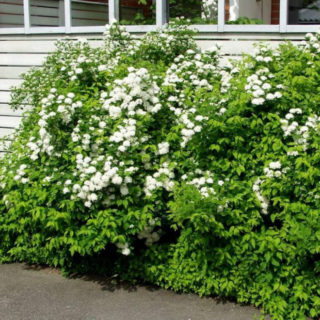 Spiraea chamaedryfolia Tawuła ożankolistna