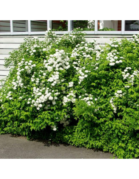 Spiraea chamaedryfolia Tawuła ożankolistna