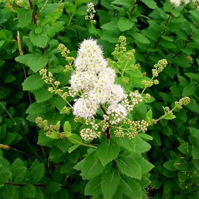 Tawuła ożankolistna chamaedryfolia Spiraea
