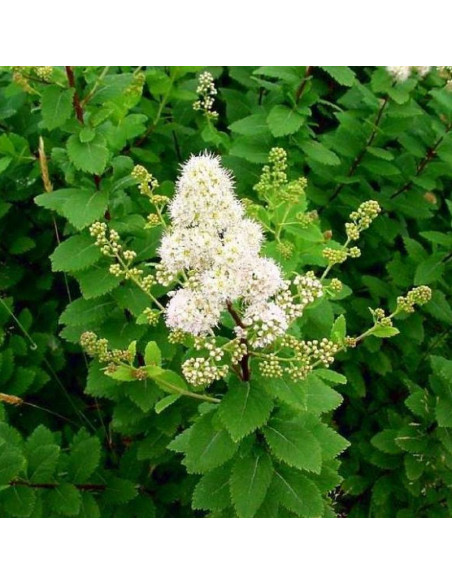 Tawuła ożankolistna chamaedryfolia Spiraea