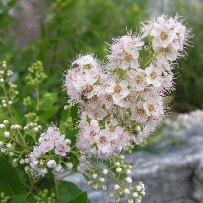 Tawuła wierzbolistna Alba Spiraea salicifolia