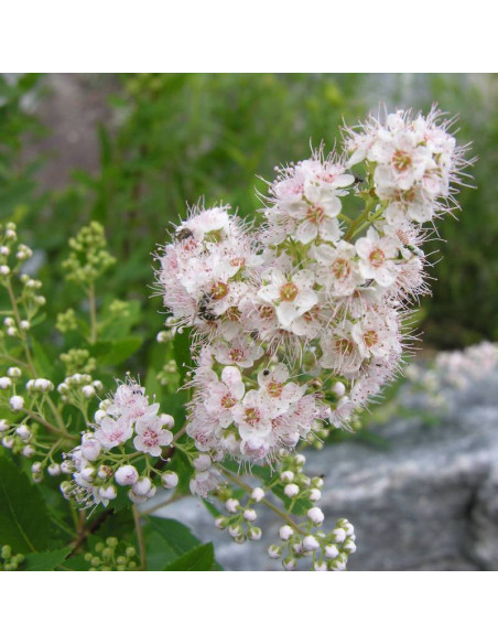 Tawuła wierzbolistna Alba Spiraea salicifolia
