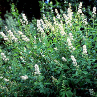 Tawuła wierzbolistna Alba Spiraea salicifolia 2