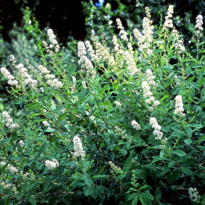 Alba Spiraea salicifolia Tawuła wierzbolistna