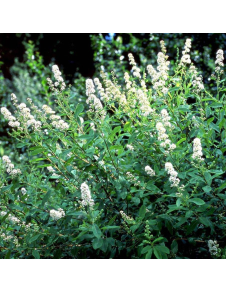 Alba Spiraea salicifolia Tawuła wierzbolistna
