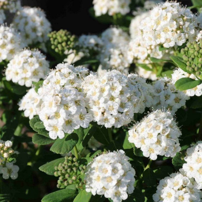 Tor Spiraea betulifolia Tawuła brzozolistna