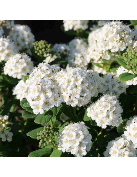 Tor Spiraea betulifolia Tawuła brzozolistna