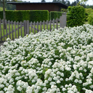 Tor Spiraea betulifolia Tawuła brzozolistna 2