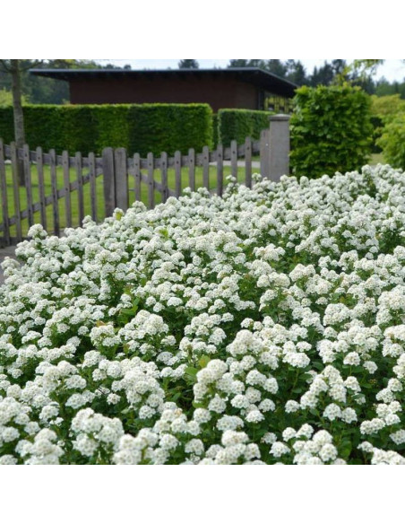 Tawuła brzozolistna Tor Spiraea betulifolia